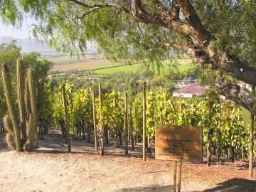 syrah in Errazuriz&amp;#039; Aconcagua vineyards